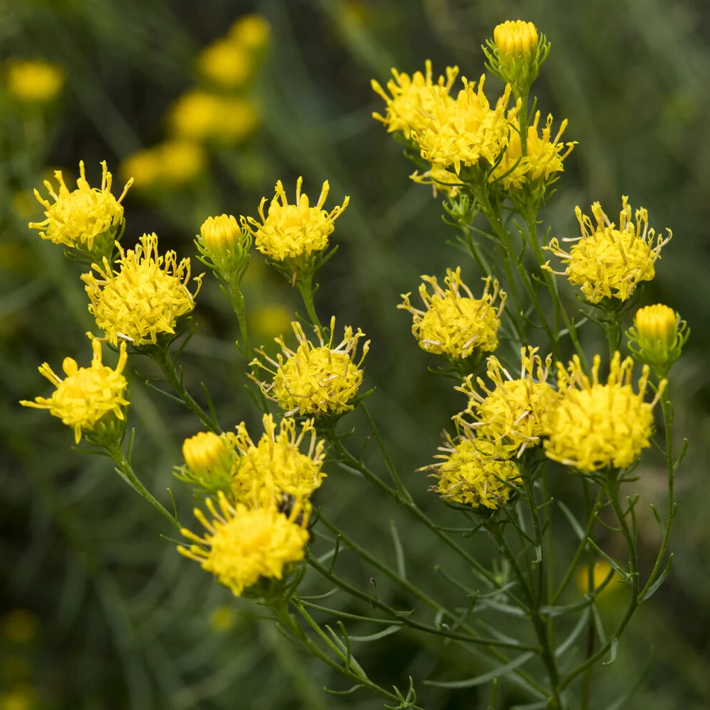 Aster linosyris Aster linosyris