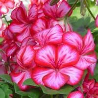 Géranium lierre à grandes fleurs - La jardinière de 50 cm