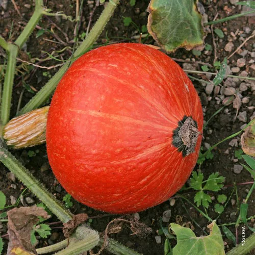 Potimarron Huchiki Kuri Bio. La barquette de 6 plants