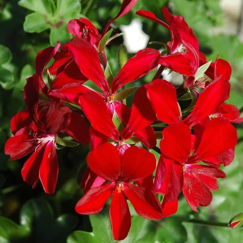 Géranium Lierre Simple à fleurs multicolores - La suspension Ø 27 cm
