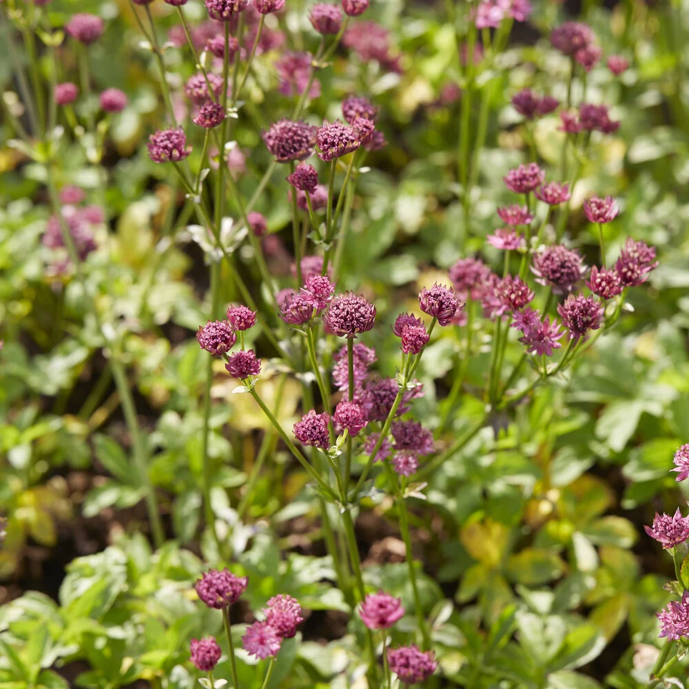 Grande astrance Venice Astrantia major Venice