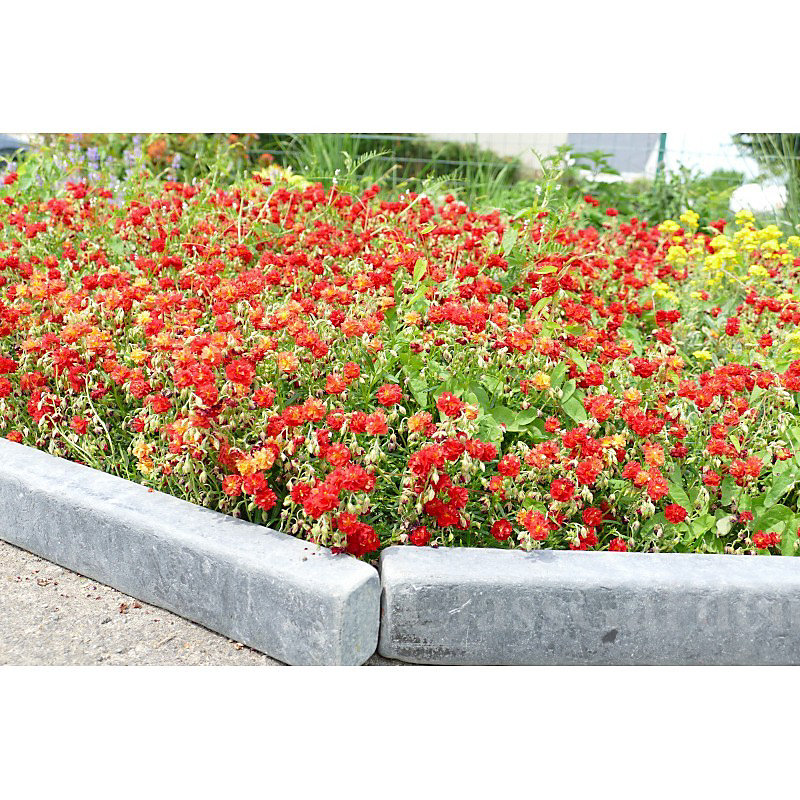 Bordure Ardoise Patinée XL 50 cm – Pack 24 pièces | 12 mètres