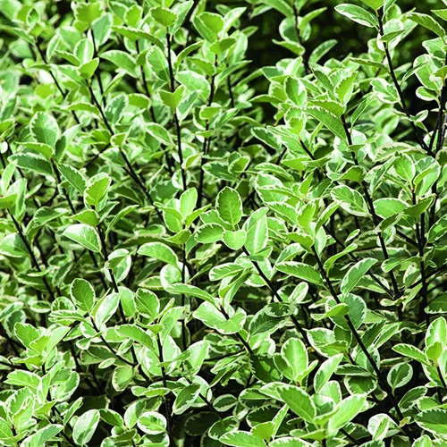 Pittosporum tenuifolium Saundersii botanic®. Le pot de 3 litres