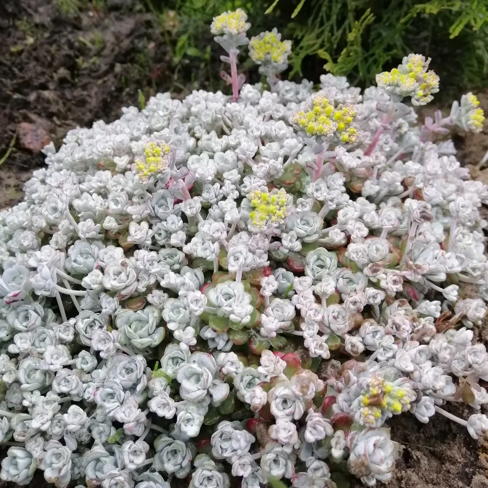 Orpin spatulé Cape Blanco Sedum spathulifolium cape blanco