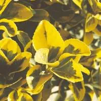 Euonymus variés - Le pot de 10.5 cm