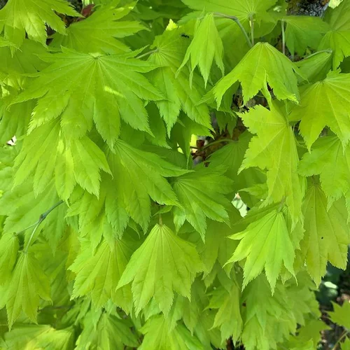 Érable du Japon Shirasawanum Aureum Moon nain. Le pot de 10 litres