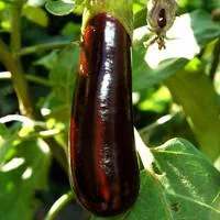 Aubergine Longue Bio. La barquette de 6 plants