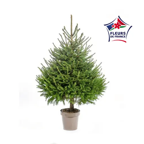 Sapin de Noël naturel en pot Picea Excelsa botanic®