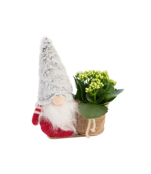 Kalanchoé et cache pot. 25 cm