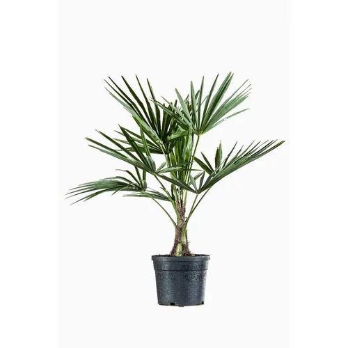 Palmier de Chine (Chamaerops Excelsa). Le pot de 4 litres