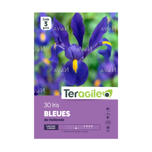 BULBES D'IRIS 'BLEUES' DE HOLLANDE - TERAGILE® - X30
