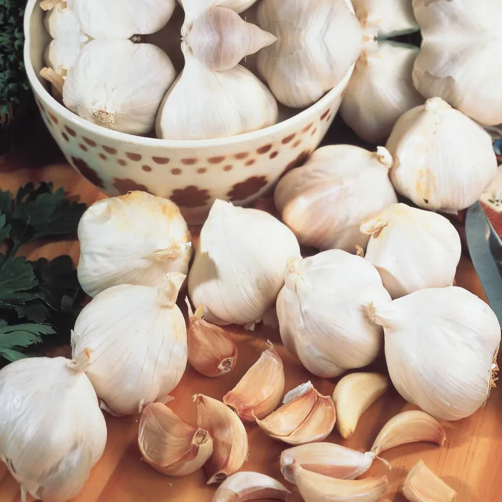 Ail rose Gayant Allium sativum gayant