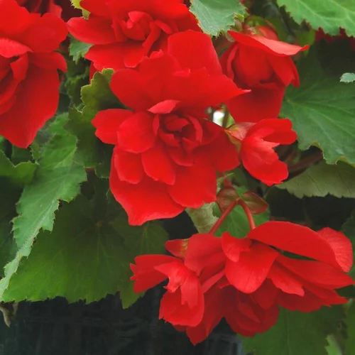 Begonia Tubereux. Le pot de 0,5 litre