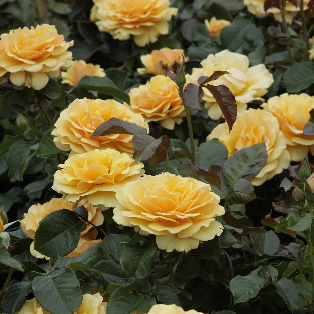 Rosier Amber Queen ® Rosa Amber Queen ®