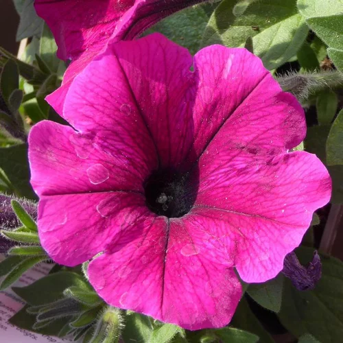 Pétunia retombant - Le pot de 13 litres