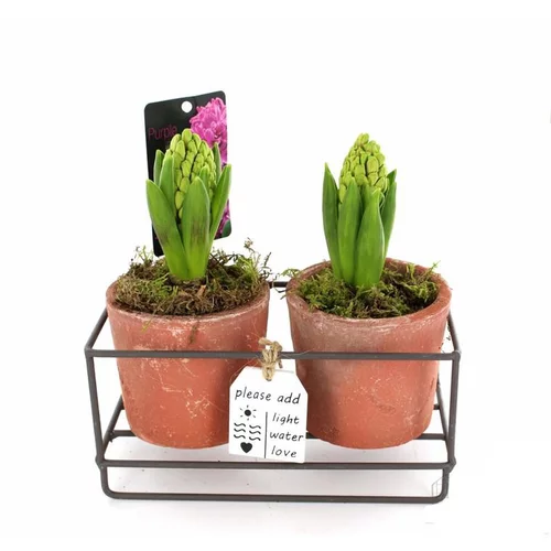 Jacinthes x 2 en pot décoratif de 19 cm