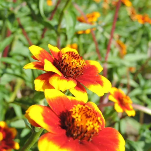 Zinnia Tapis Persan | Graines de fleurs bio et reproductibles