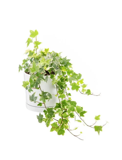 Lierre panaché vert en pot blanc émaillé botanic®. Le pot Ø 15 cm
