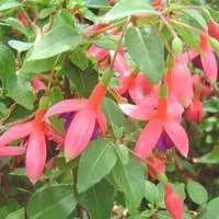 Fuchsia érigé - Le pot de 4 litres