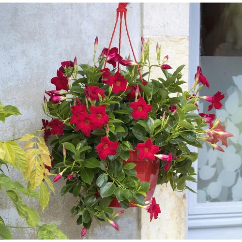 Dipladénia ou Mandevilla à fleurs multicolores. La suspension de 23 cm