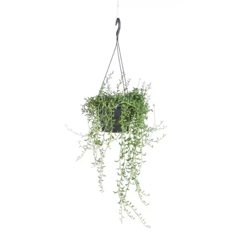 Senecio Radicans String of bananas suspension Ø12xH25 cm