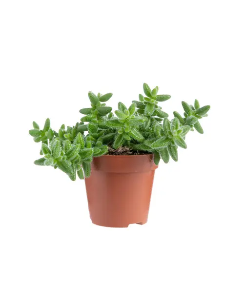 Delosperma echinatum (pickle plant). Le pot Ø 12 cm