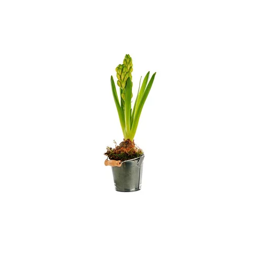 Jacinthe X1 Pot Zinc Titanium