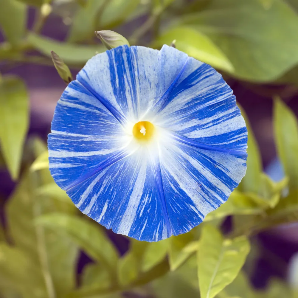 Ipomée à grandes fleurs Flying Saucer Ipomoea tricolor flying saucer