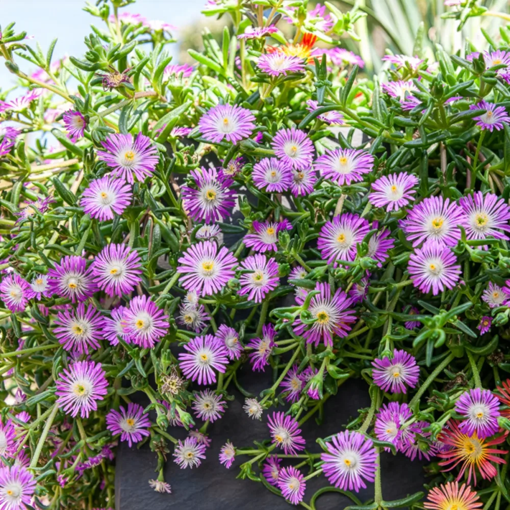 Delosperma Wheels of Wonder® Violet Delosperma Wheels of Wonder® Violet