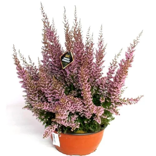 Erica Baccans Sparsa Coupe - La coupe de 23 cm