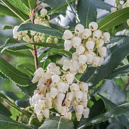 Arbousier blanc. Le pot de 7L