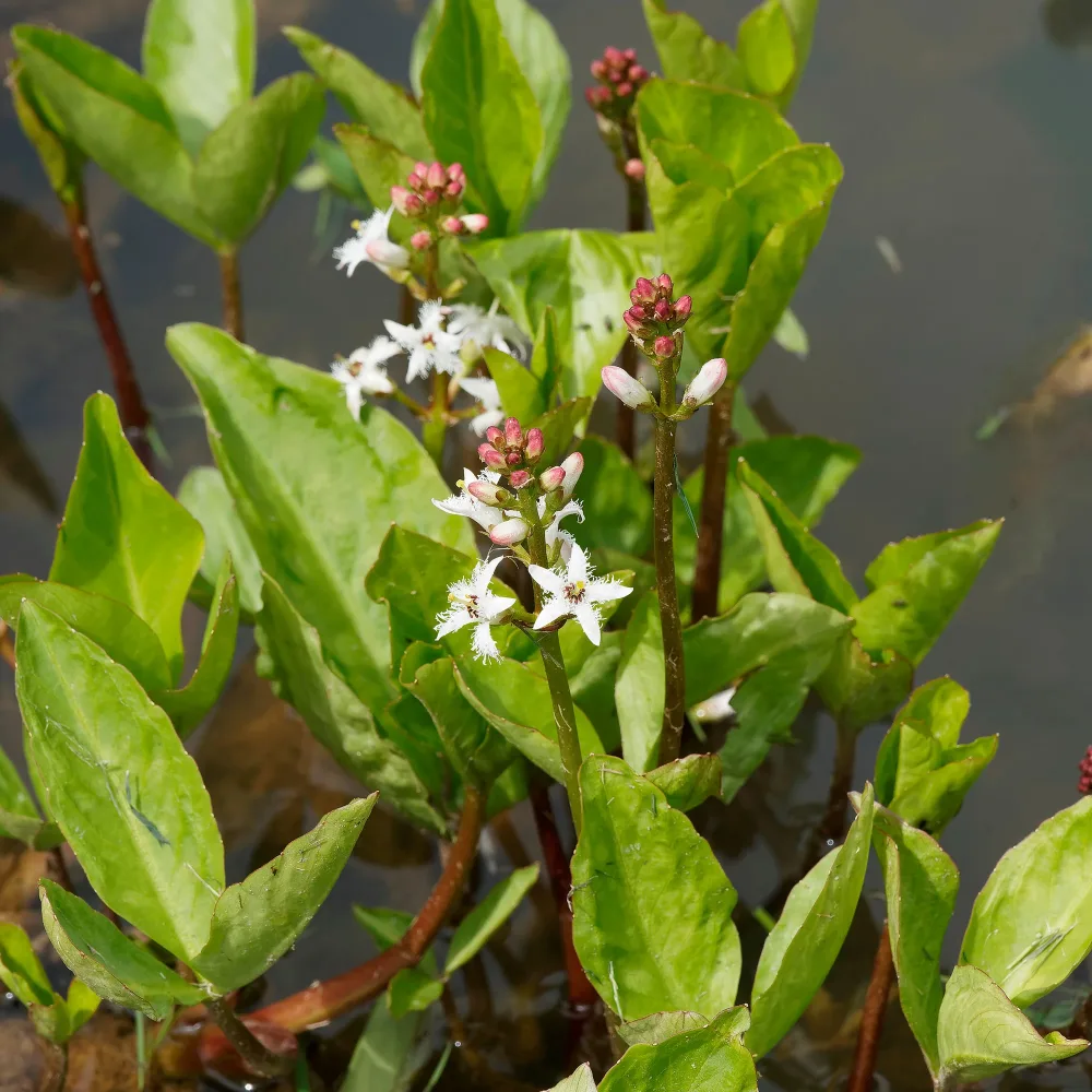 Trèfle d'eau Menyanthes trifoliata