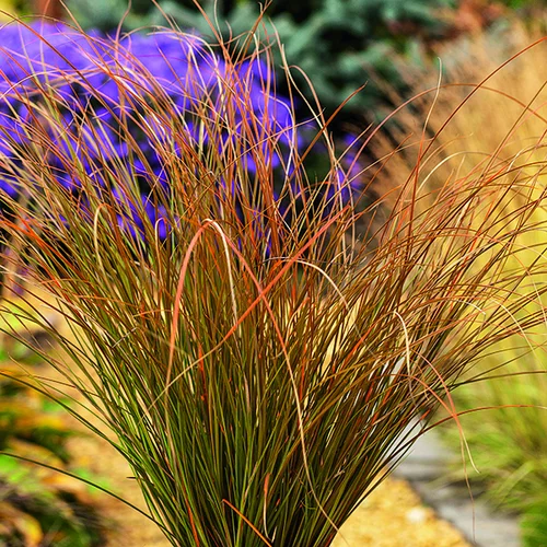 Carex Testacea orange botanic®. Le pot de 7,5 litres