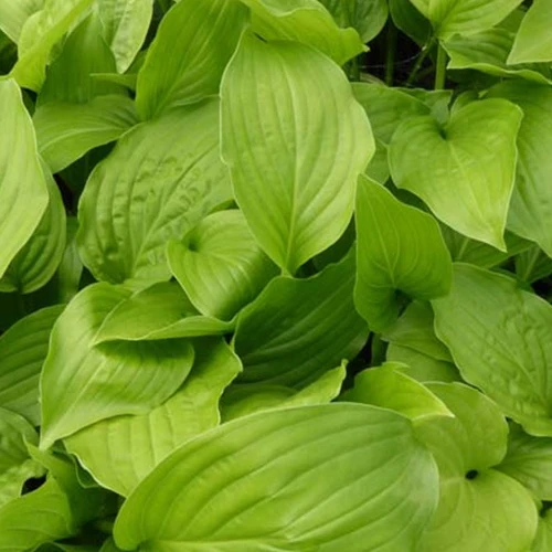 Hosta Hadspen White Hosta hadspen white