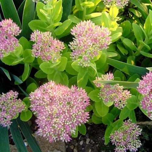 Sedum Spectabile Brilliant - Le pot de 4 litres