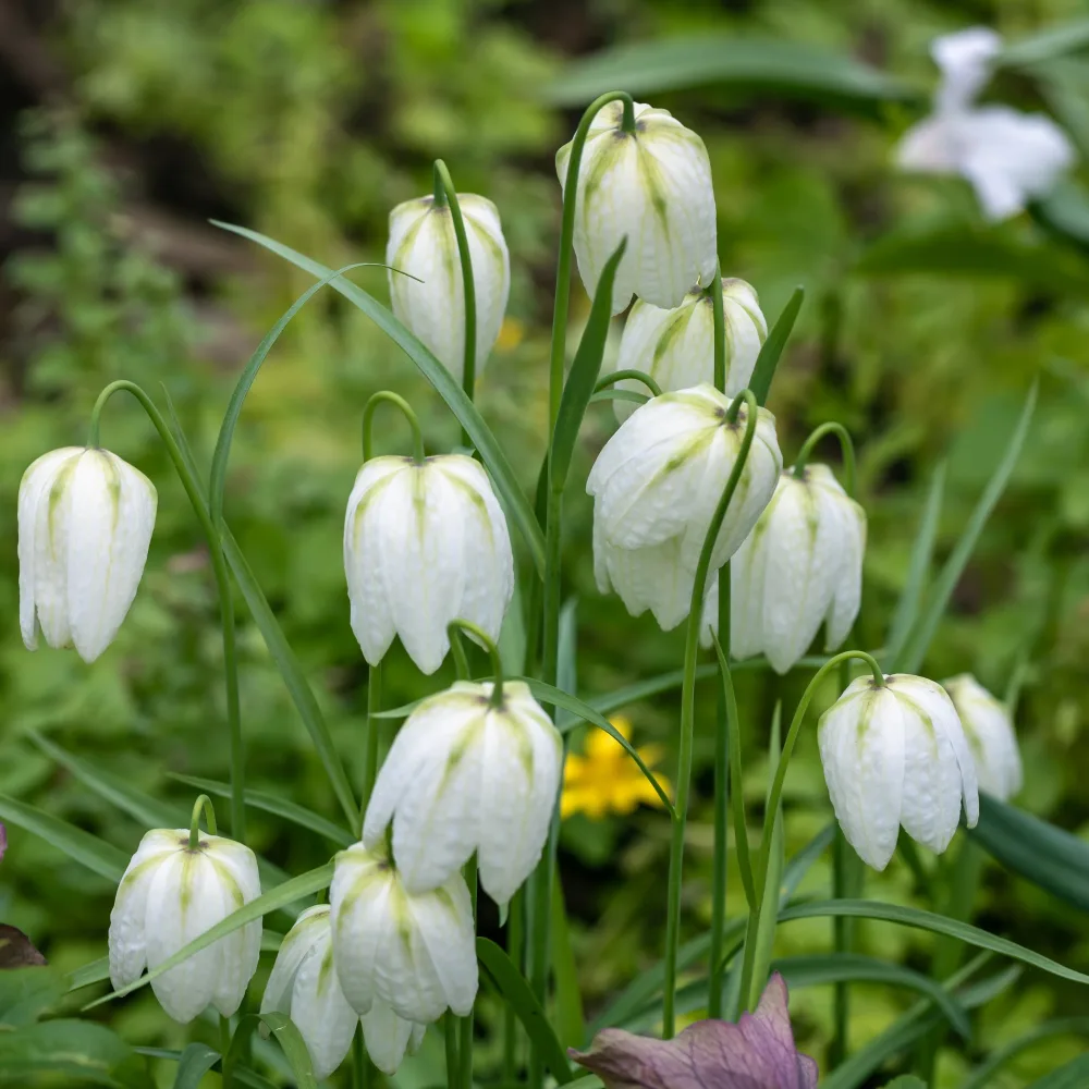 10 Fritillaires pintade unicolore blanche Fritillaria meleagris 'unicolor alba'