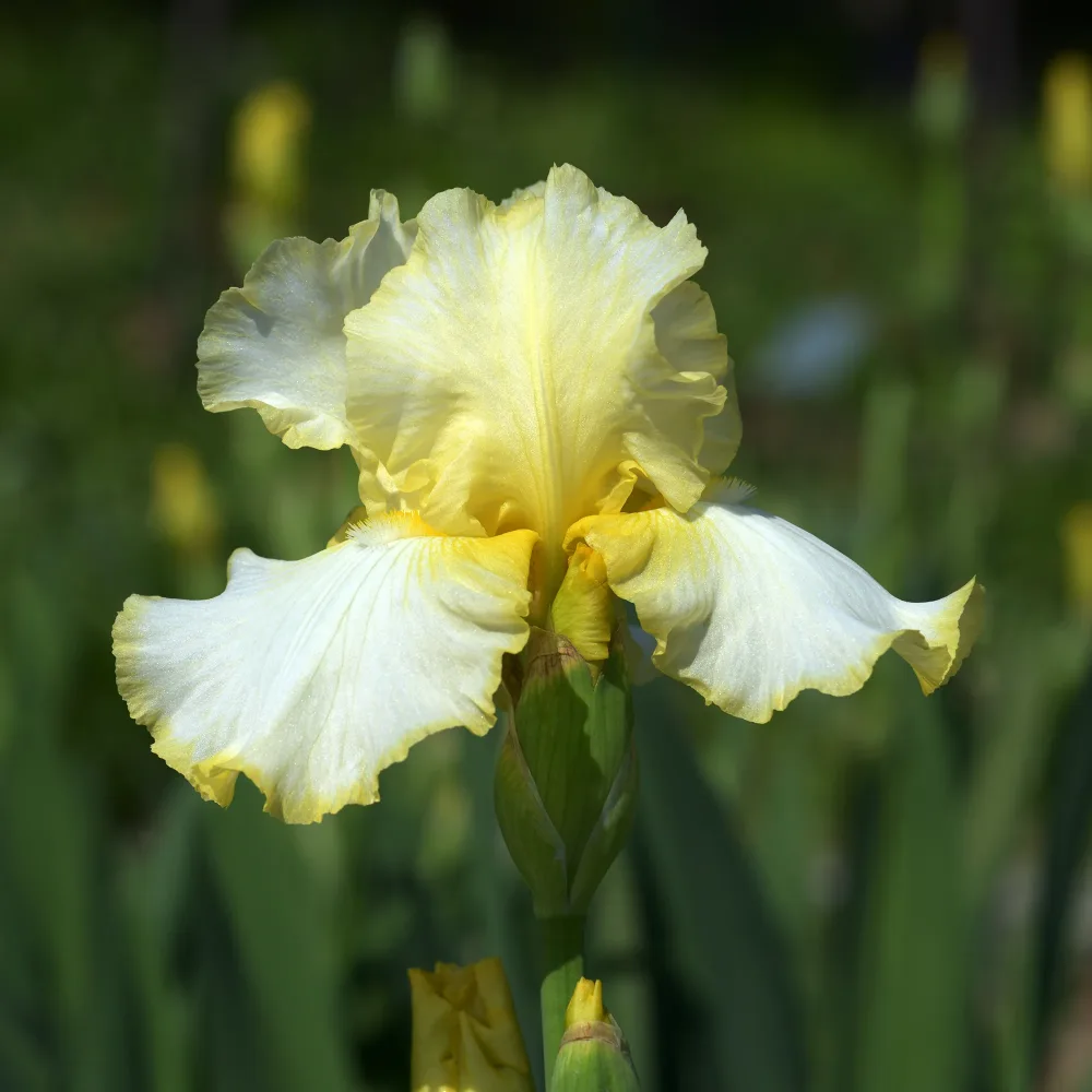 Iris de jardin Brides Halo Iris germanica Brides Halo
