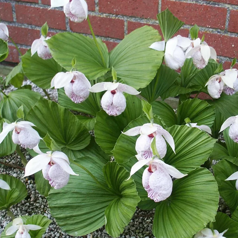 Cypripède de Formose Cypripedium formosanum