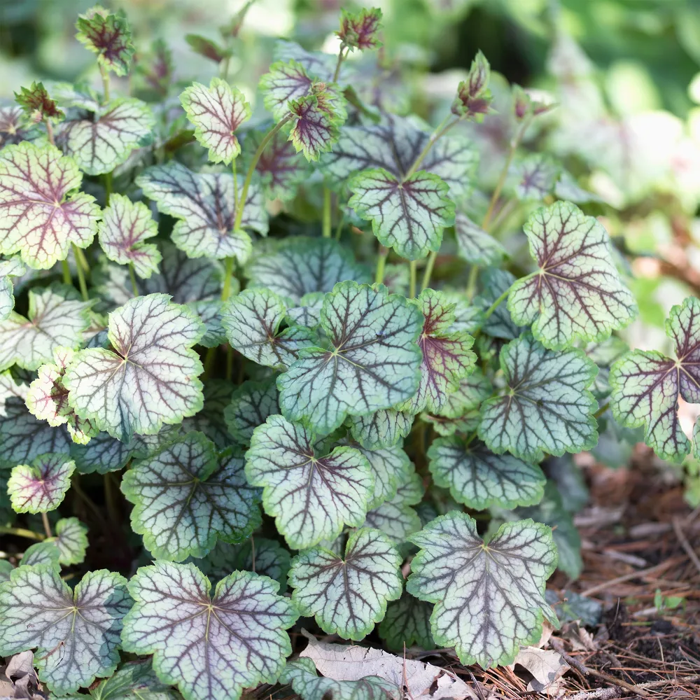 Heuchère Green Spice Heuchera green spice