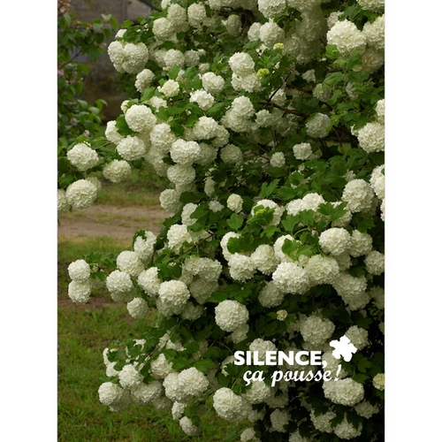 VIBURNUM OPULUS 'ROSEUM' VT - POT 4,5L