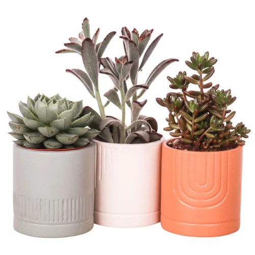 Cactus coloris vert pot en céramique - Ø 6 cm