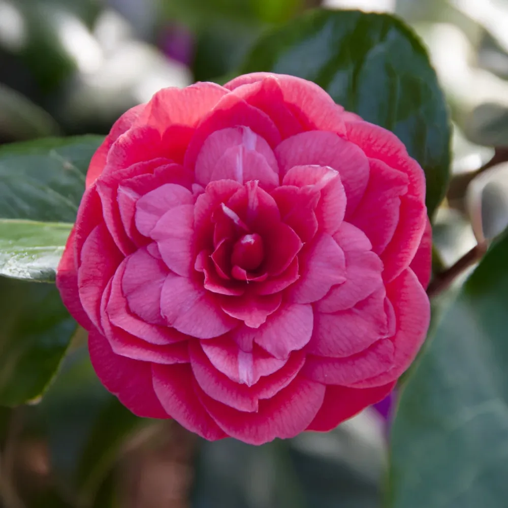 Camélia du Japon Principessa Baciocchi Camellia japonica Principessa Baciocchi