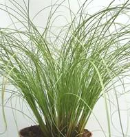 carex frosted curls - Le pot diam 12 cm