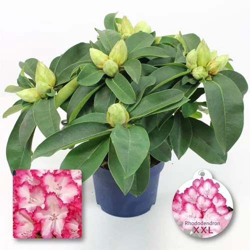 Rhododendron XXL. Le pot de 3 litres