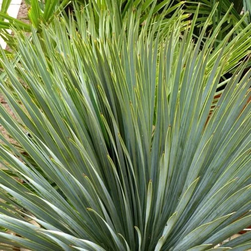 Yucca Rostrata. Le pot de 30 litres