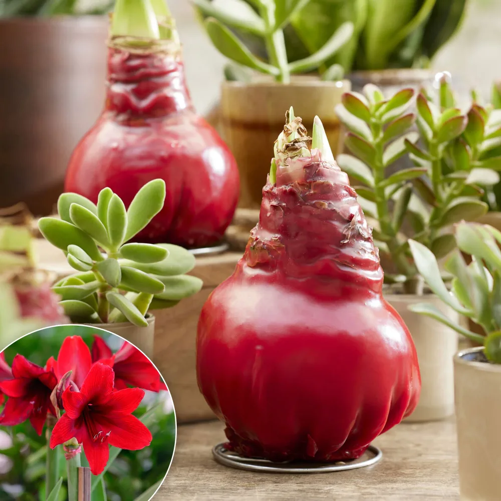 Wax Amaryllis Gloss X Mas Red Amaryllis Gloss X Mas Red