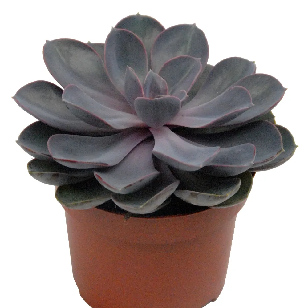 Echeveria Pearl van Nuernberg et son cache-pot blanc ELHO Echeveria Pearl Van Nuernberg