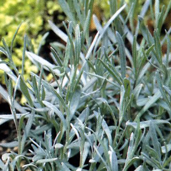 6 x Lavandin 'Dutch' – Lavandula intermedia 'Dutch', godet 9cm x 9cm