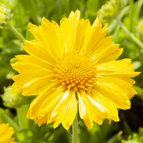 Gaillarde mesa yellow jaune en pot de 2 L