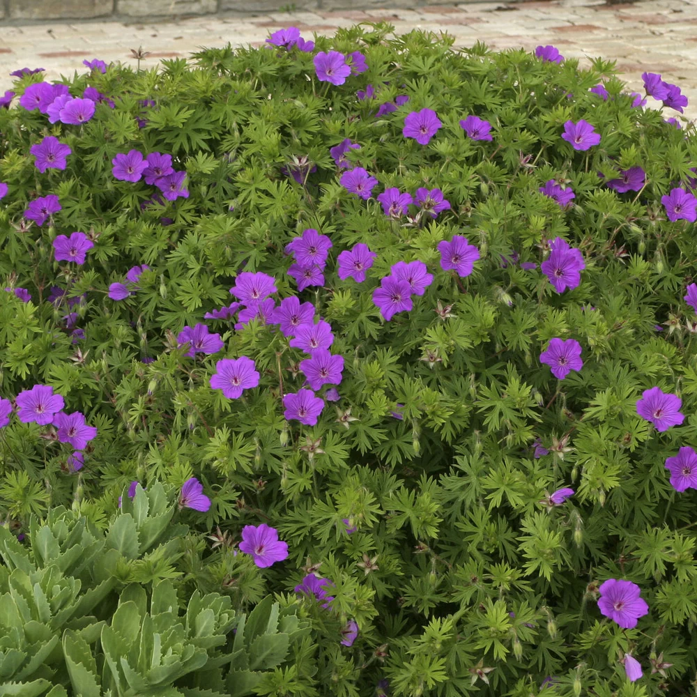 Géranium vivace Tiny Monster Geranium Tiny Monster
